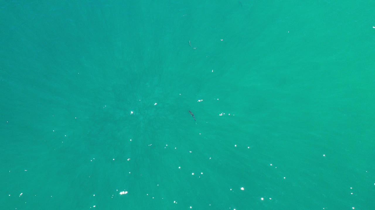 Top-down view of green-turquoise water in Los Cabos, Mexico, with scattered bright reflections, faint fish shapes, and no visible people.