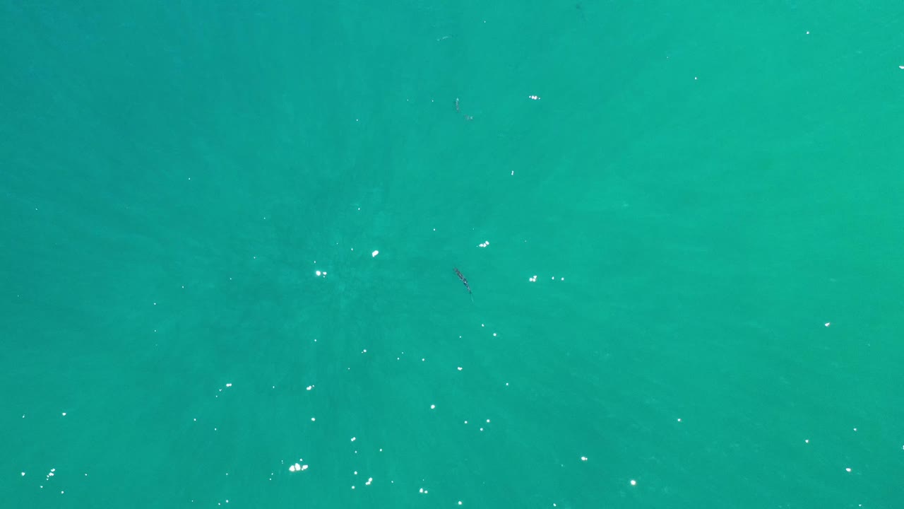 Overhead Los Cabos water frame with turquoise color, scattered white highlights, faint dark fish forms, and no visible people.