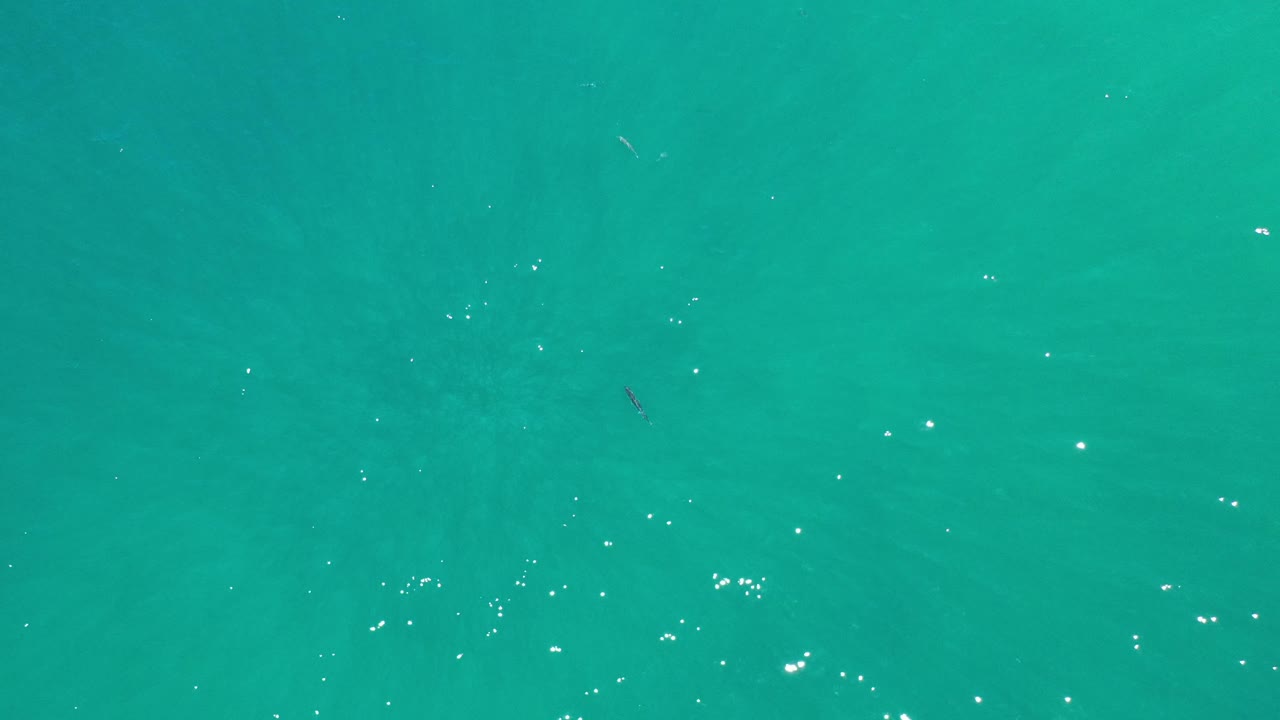 Green-blue water surface with small sparkle clusters and a dark fish mark.