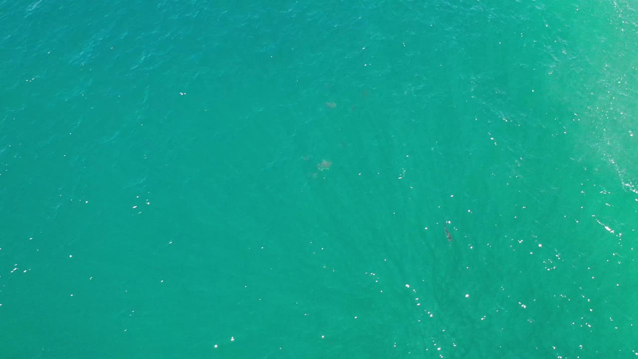Overhead Los Cabos sea view with green water, scattered bright reflections, and small dark fish marks slightly deeper in the frame, with no visible people.