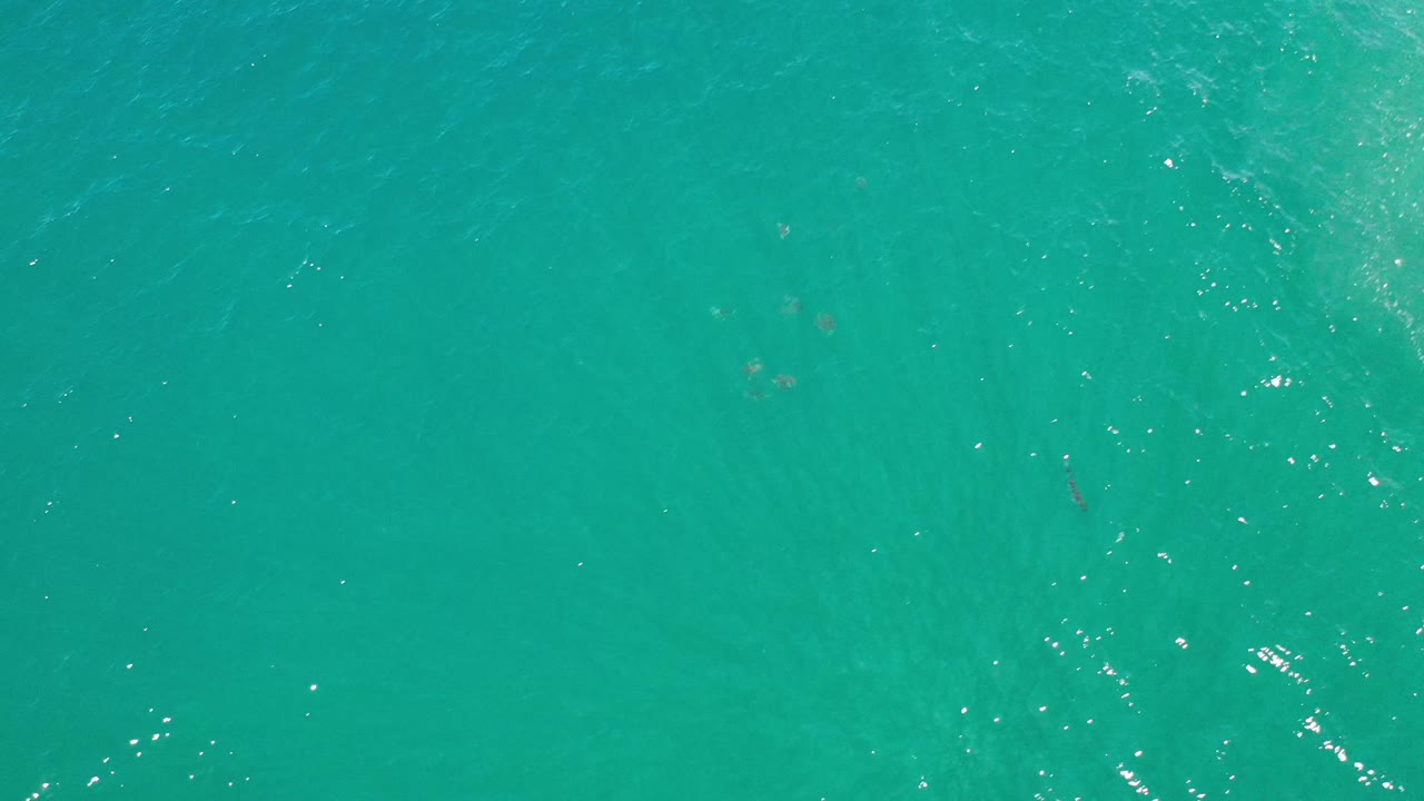 Open green sea with sun flecks and small fish