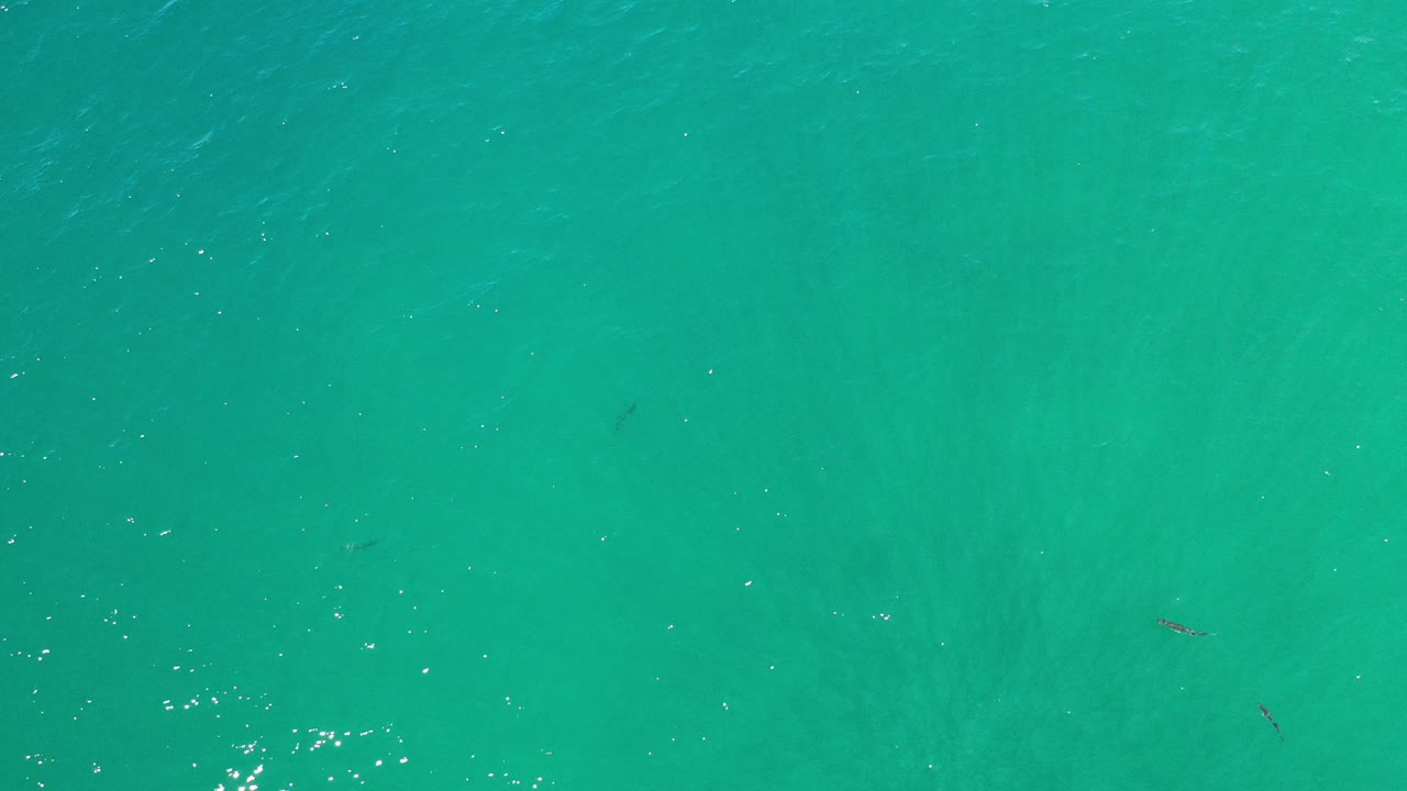 Overhead view of green ocean in Los Cabos, Mexico, with small dark dolphin shapes faintly visible beneath the surface and no visible people.