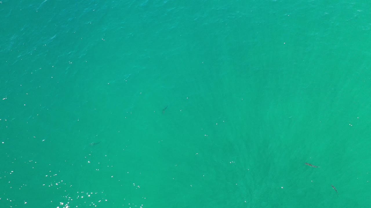 Aerial frame of green Los Cabos ocean with tiny dark dolphin forms spaced across the water and bright surface reflections, no visible people.