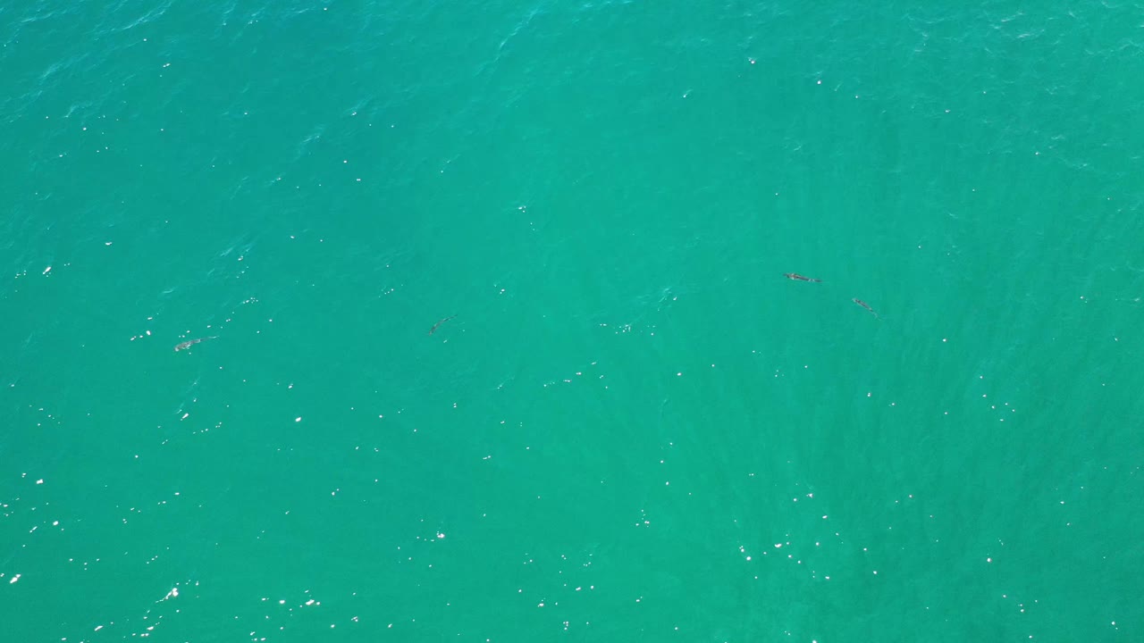 Blue-green ocean water fills the Los Cabos frame, with tiny dark fish shapes spread across the upper and lower portions and no visible people.