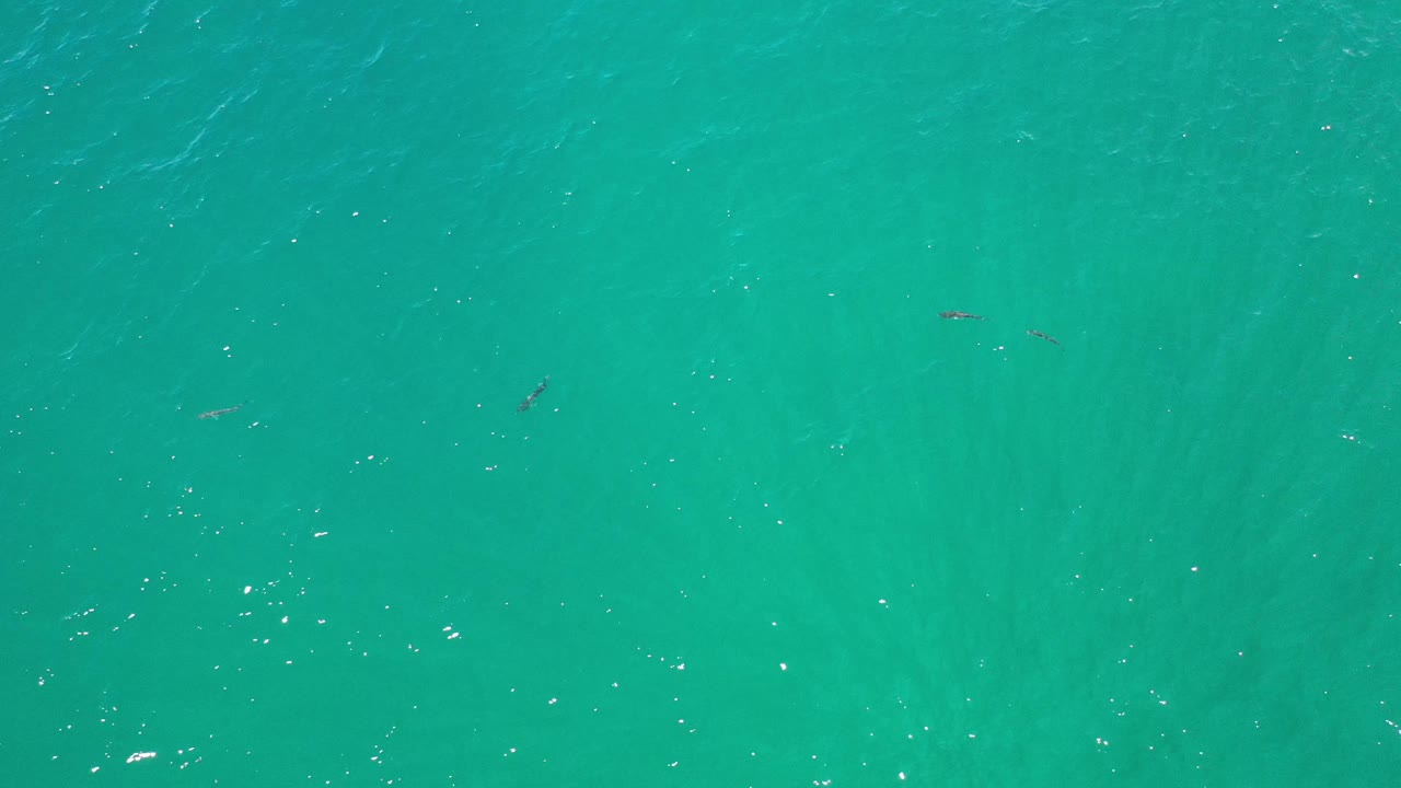 A top-down Los Cabos ocean frame shows clear turquoise water, scattered sun flecks, a few small fish silhouettes, and no visible people or boats.