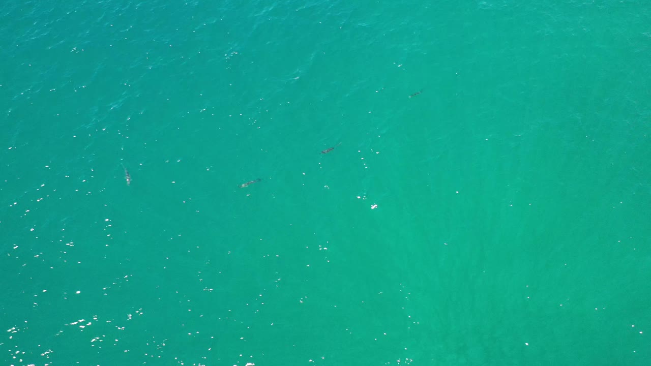 Overhead Los Cabos ocean frame with green-blue water, scattered white sparkle from small ripples, faint seaweed streaks, and no visible people.