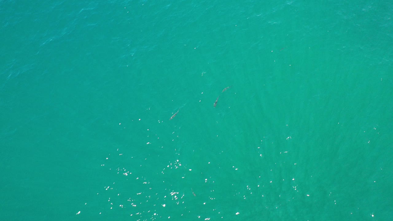 Top-down green ocean water with small white surface glints.