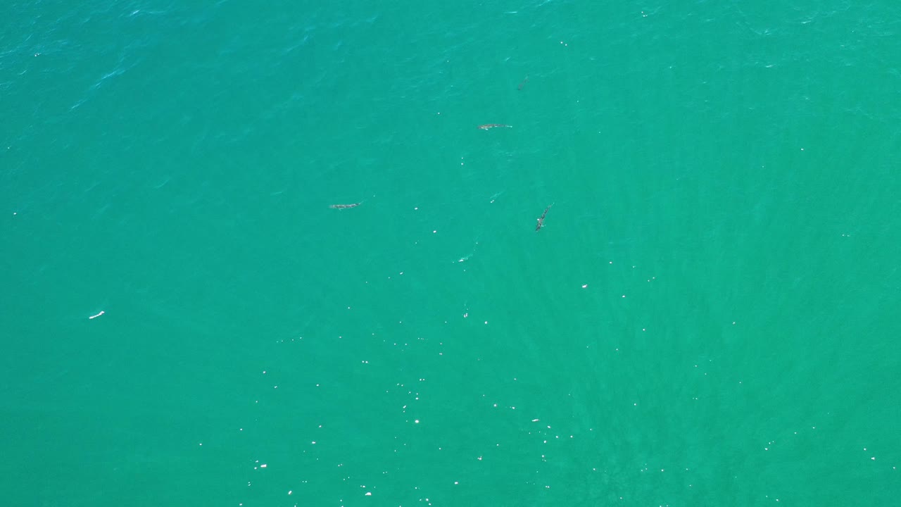 Shallow green-blue water with scattered white highlights.
