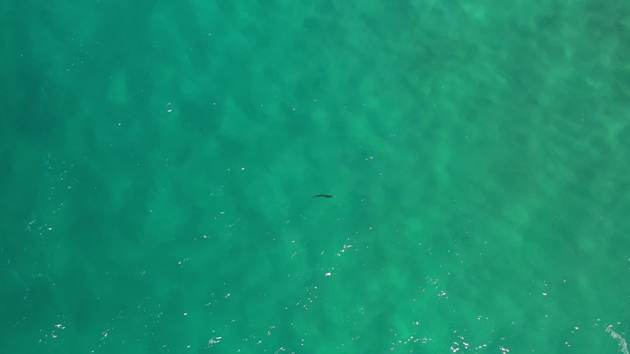 Opening overhead frame of green-blue ocean water in Los Cabos, Mexico, with faint seabed texture, small white surface glints, a tiny dark underwater shape near the upper left, and no visible people.