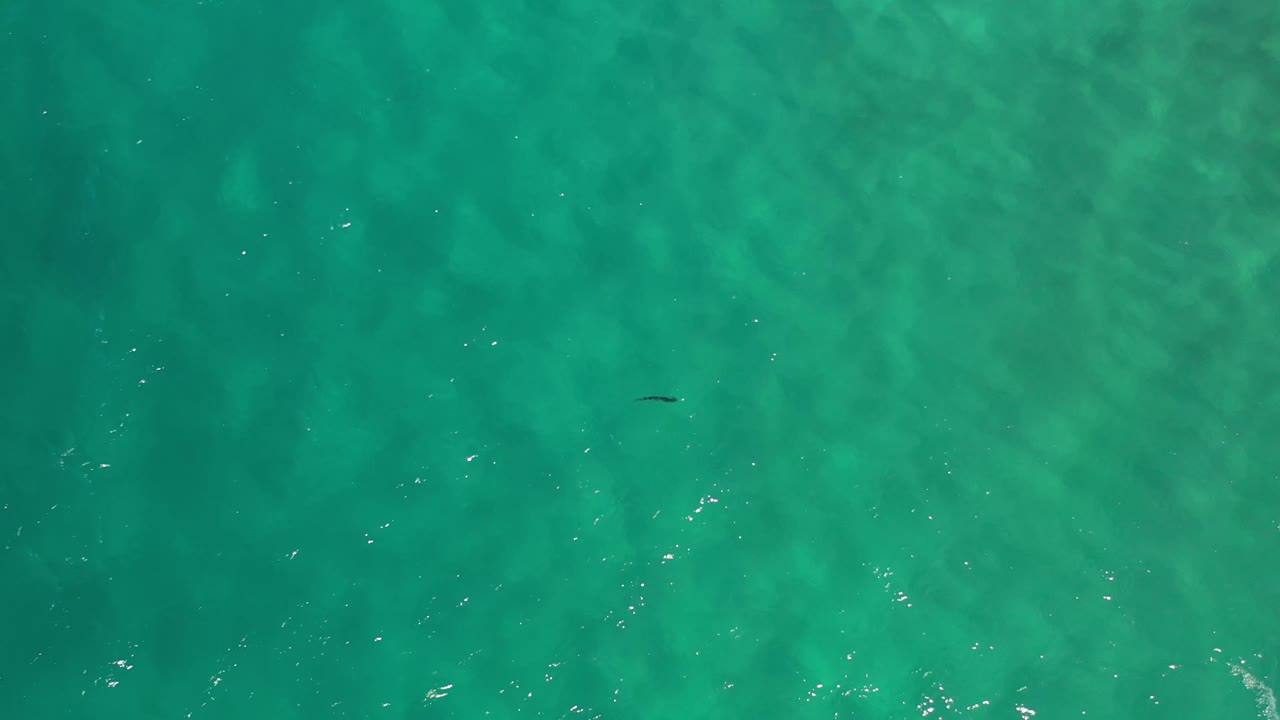 Overhead Los Cabos water frame with a small dark shape below the surface near the center left, light ripples crossing the green water, scattered highlights, and no visible people.