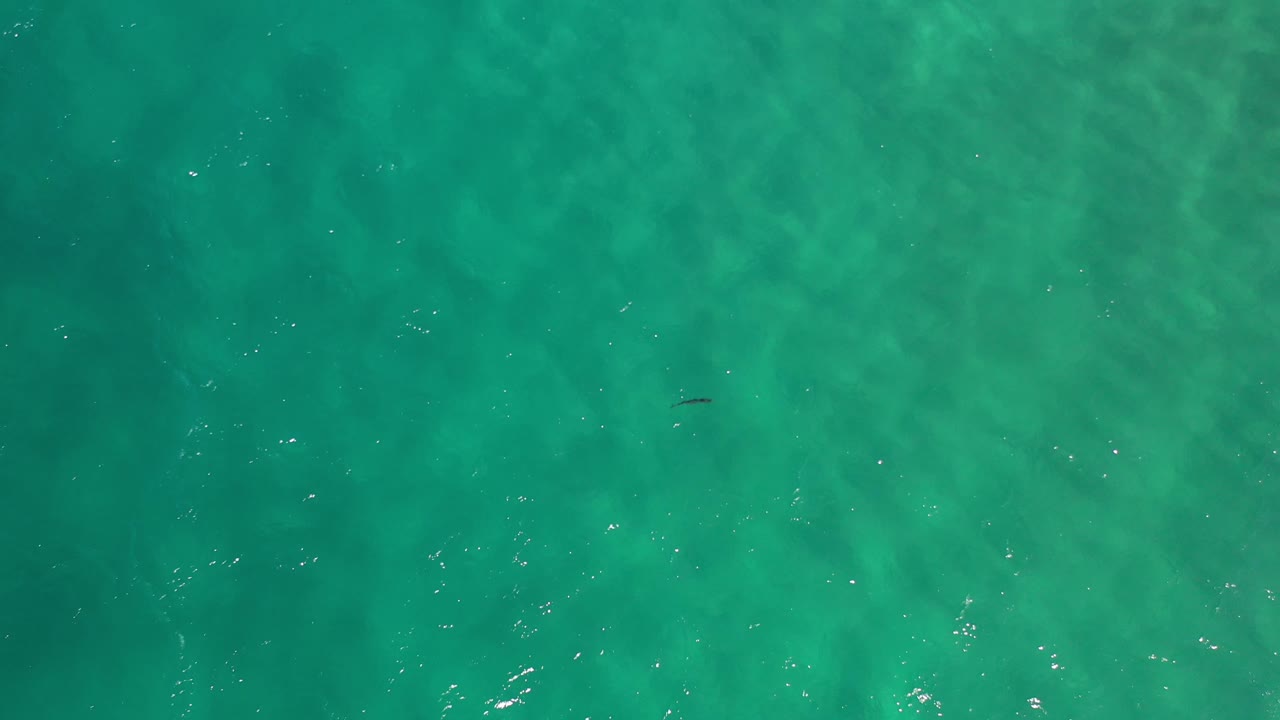 Clear green water viewed from above with a small dark shape near the top.