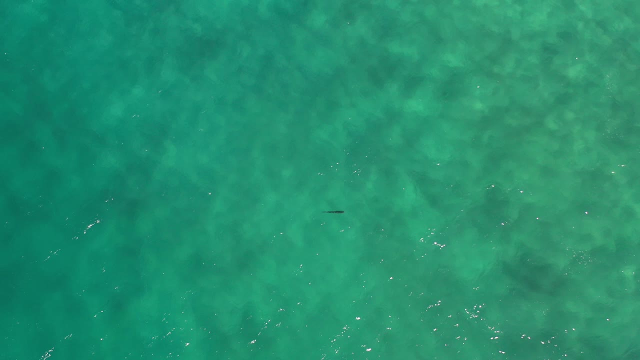 Overhead view of turquoise water in Los Cabos, Mexico, with a small dark fish near the upper center, mottled sand below the surface, light ripples, and no visible people.