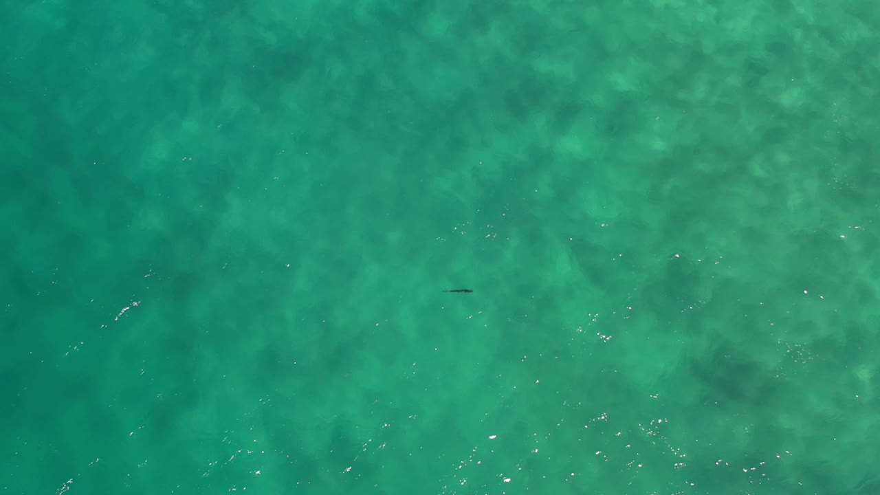 Top-down Los Cabos water frame showing the lone fish slightly right of center, a faint dark shadow under it, soft wave texture, and no visible people.