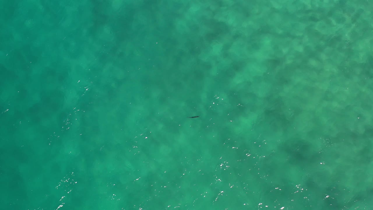 Blue-green ocean surface with one tiny fish near the top right area.
