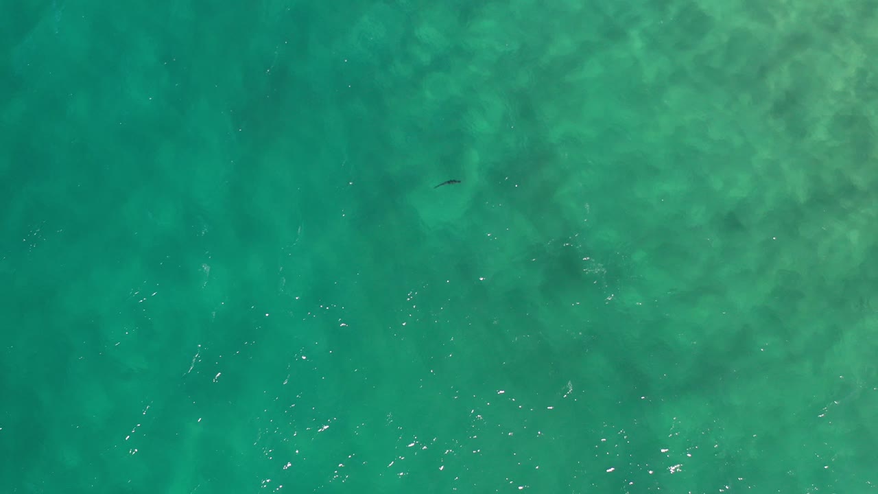 Green ocean water with a small dark fish near the upper area.