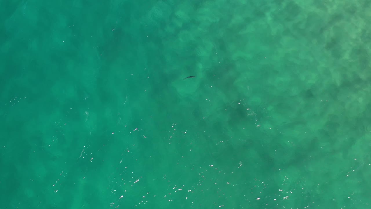 Overhead Los Cabos water frame with the fish appearing near the upper center amid mottled green texture and no visible people.