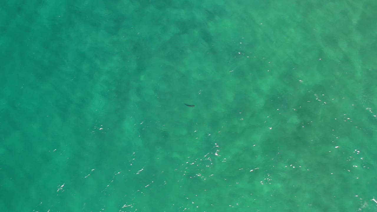 Top-down view of clear turquoise water in Los Cabos with faint dark wildlife shapes under the surface and no visible people.