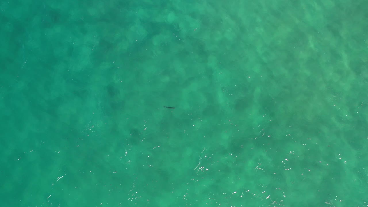 Aerial shallow water with light ripples and subtle wildlife shape.