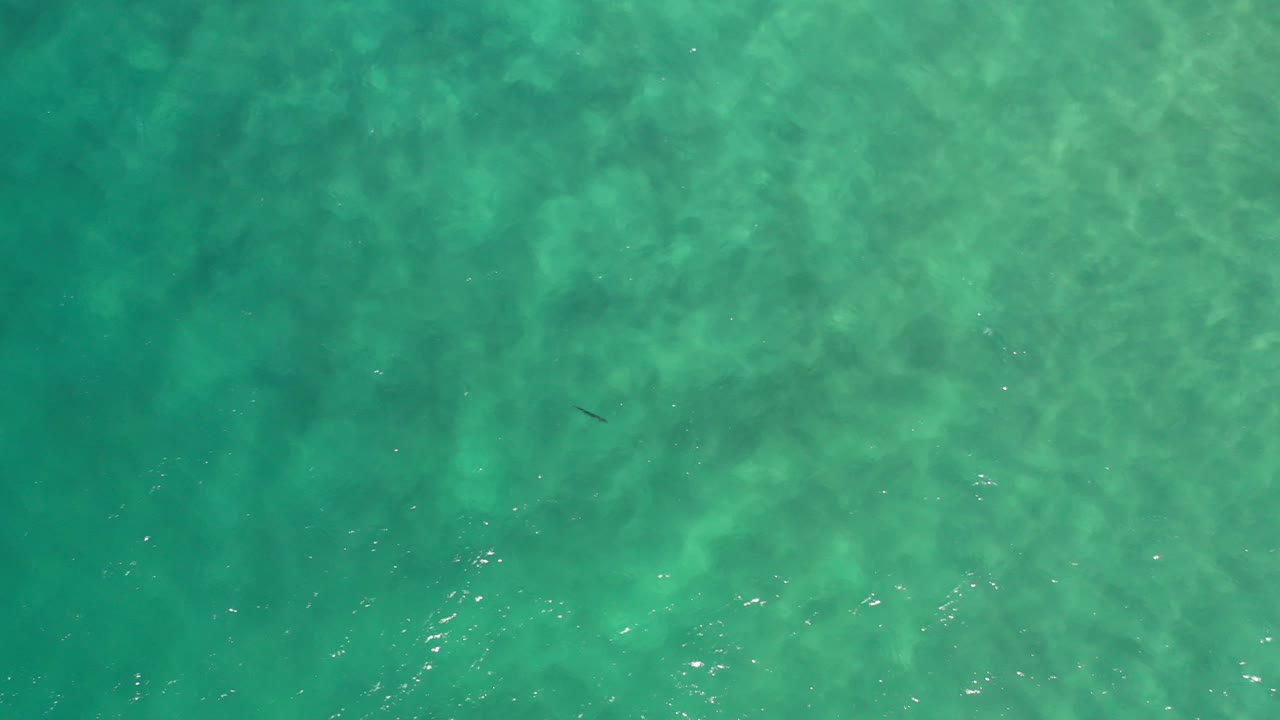 Overhead view of clear turquoise water in Los Cabos, Mexico, with a small dark shark silhouette near the upper left area and no visible people.