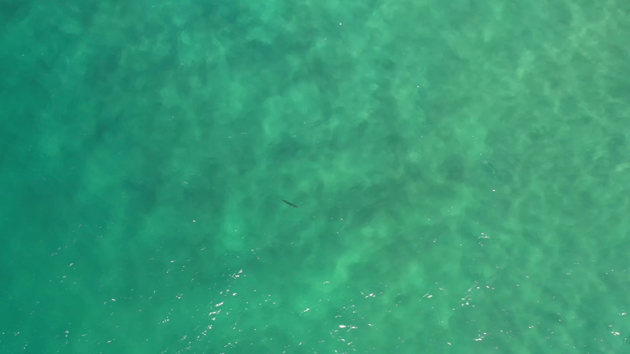 Aerial Los Cabos water frame with mottled green-blue texture, scattered light reflections, and a faint dark shark form left of center, with no visible people.