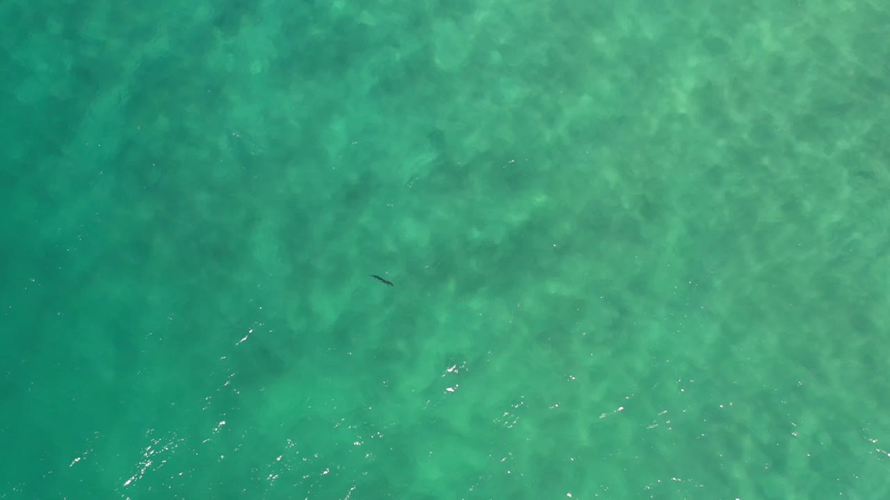 Turquoise ocean seen from above with a dark fish-like shape.