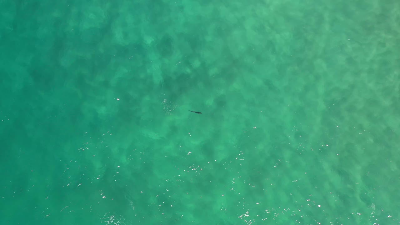 Aerial-style frame of green-blue water in Los Cabos, Mexico, showing rippled surface texture, a small dark shape beneath or on the water, and no visible people.