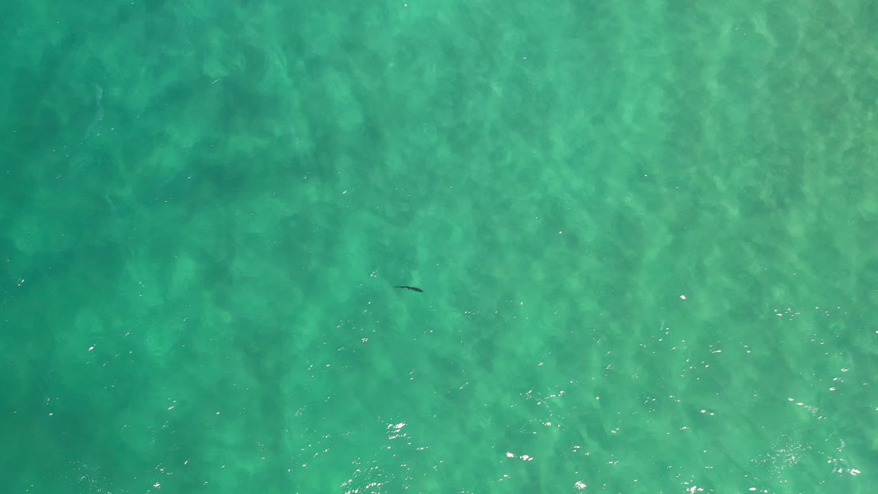 Overhead view of green turquoise water in Los Cabos, Mexico, with a small dark fish near the left side and no visible people.