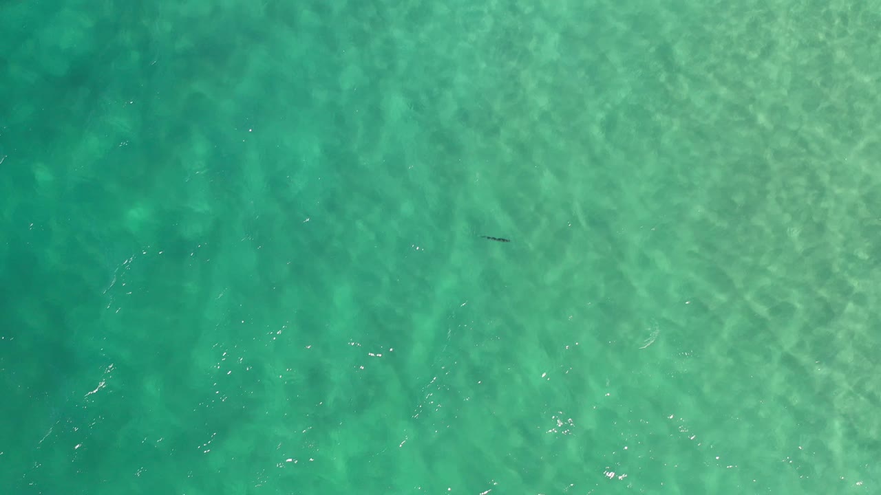 Clear green water from above with subtle wave lines.