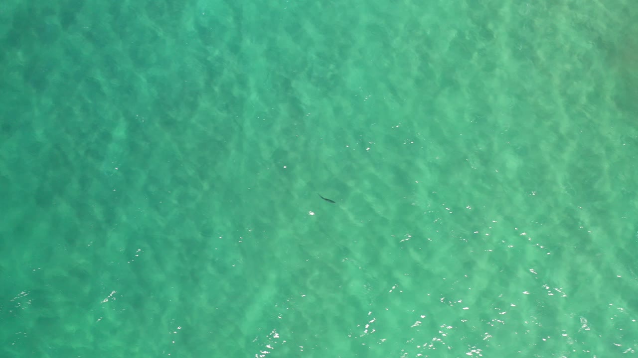 Overhead view of clear turquoise water in Los Cabos, Mexico, with bright ripple patterns and a small dark fish near the left side, no visible people.