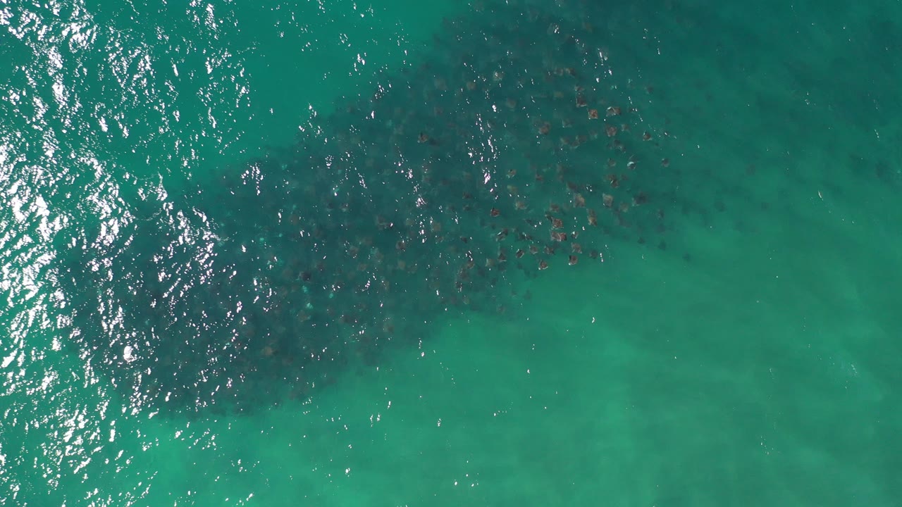 Overhead view of swimmers in green ocean water with sun reflections.