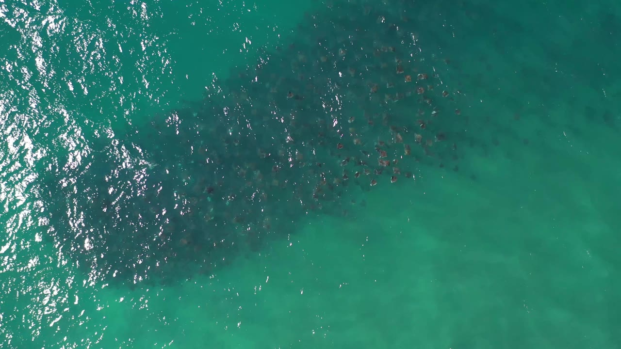 Aerial frame over Los Cabos water showing scattered swimmers under a band of bright ripples, with darker areas visible below the surface.