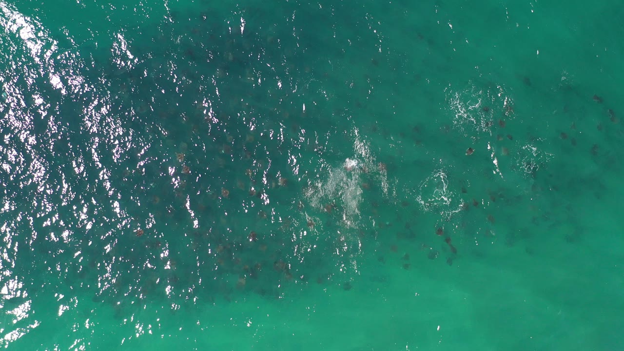 Top-down turquoise water with dark fish below the surface.
