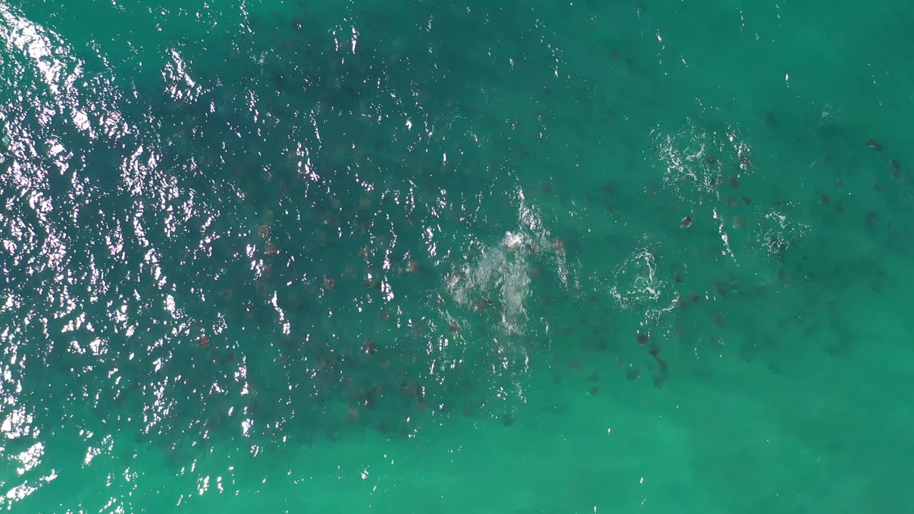 Aerial frame over Los Cabos seawater with bright reflection on the left and fish shapes scattered beneath the clear surface, no visible people.