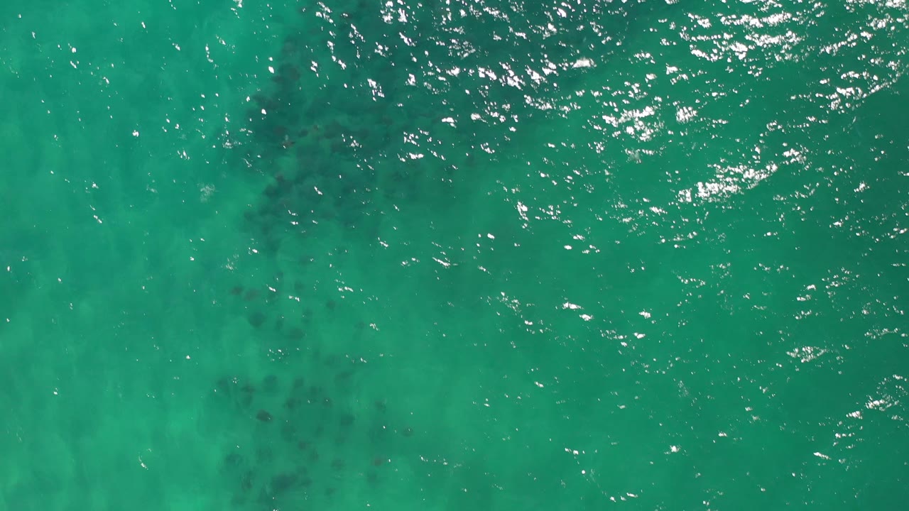Aerial view of green ocean with darker clusters below the surface.