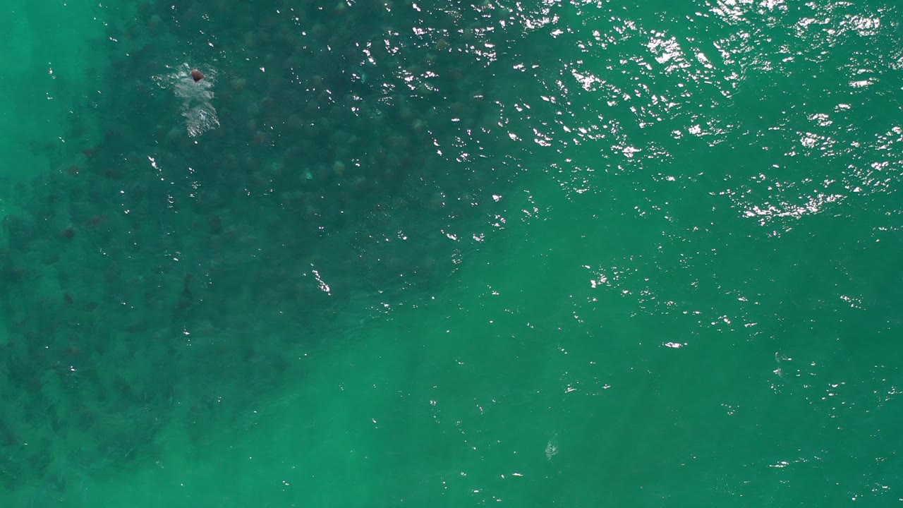 Top-down green ocean water with dark underwater patches and small surface highlights.