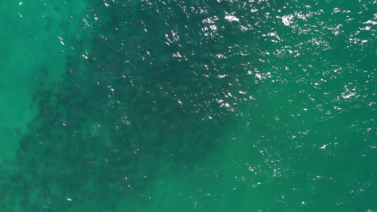 Overhead view of green-blue water in Los Cabos with scattered sun glints, darker underwater fish patterns near the center, and no visible people.