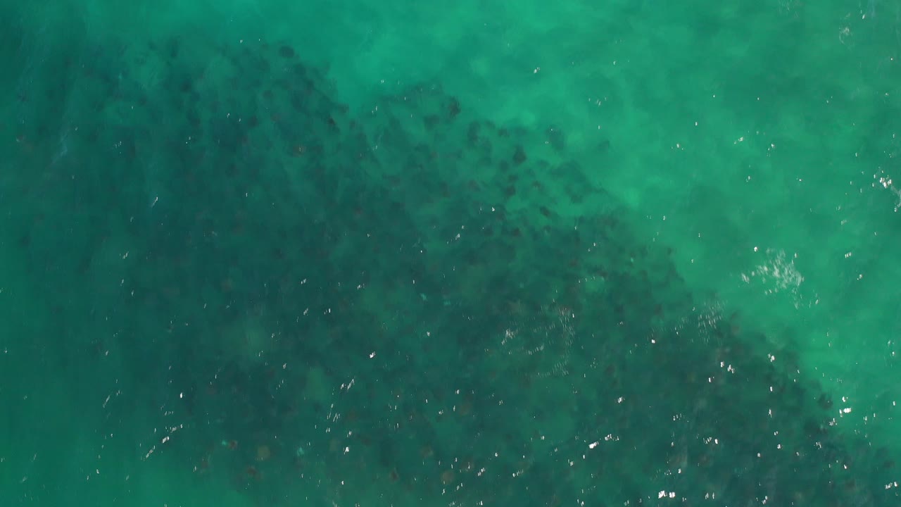 Overhead view in Los Cabos, Mexico, showing green ocean water with a broad dark school of fish under the surface and no visible people.