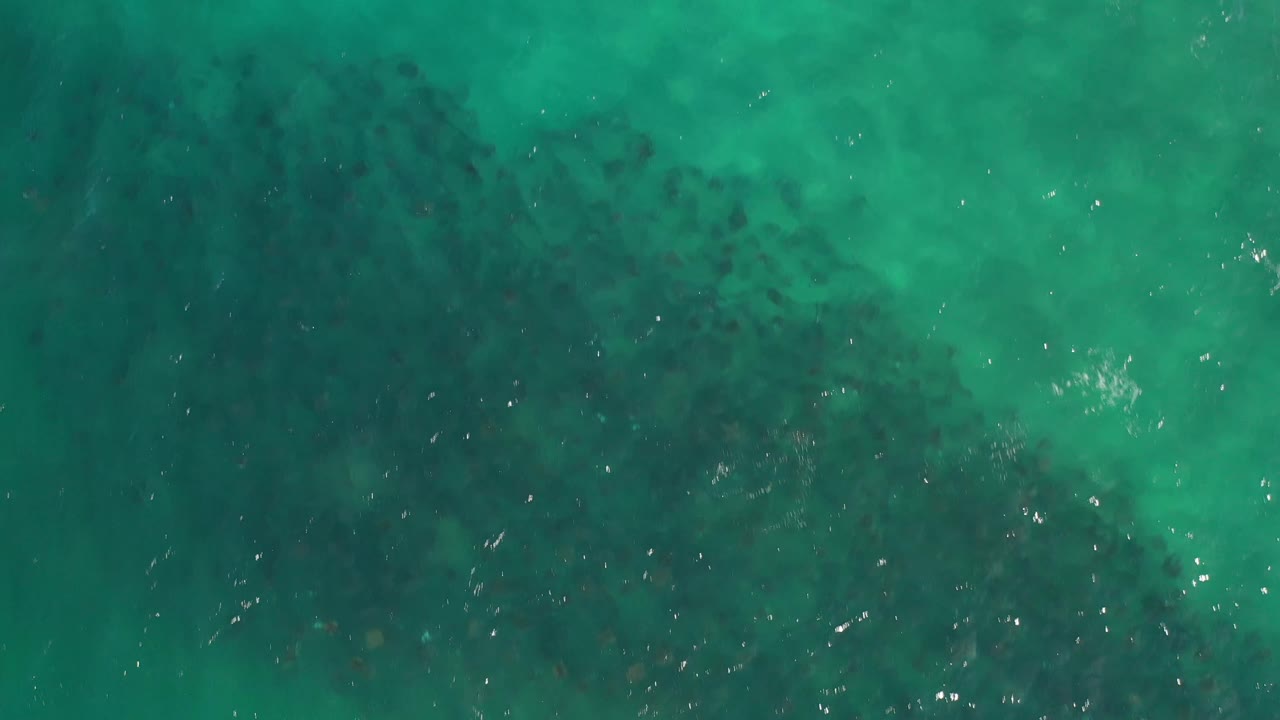 Aerial frame over Los Cabos water with dark mottled fish shapes spread beneath greenish turquoise surface ripples and no visible people.