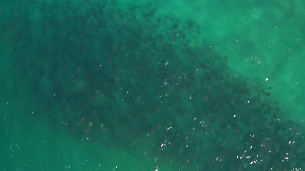Overhead ocean surface with scattered fish shadows and light reflections
