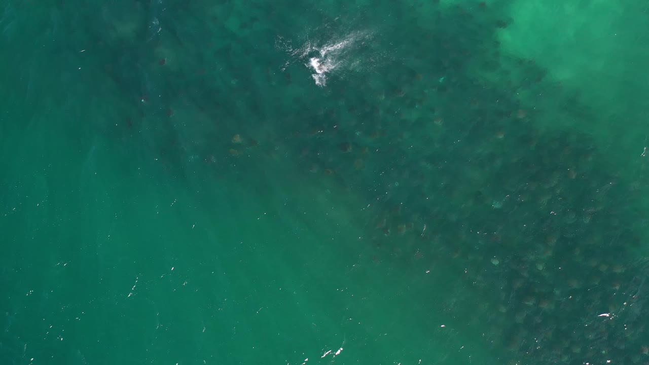 Overhead green water in Los Cabos, Mexico, with broad dark shapes under the surface and small sunlit specks across the frame, no visible people.