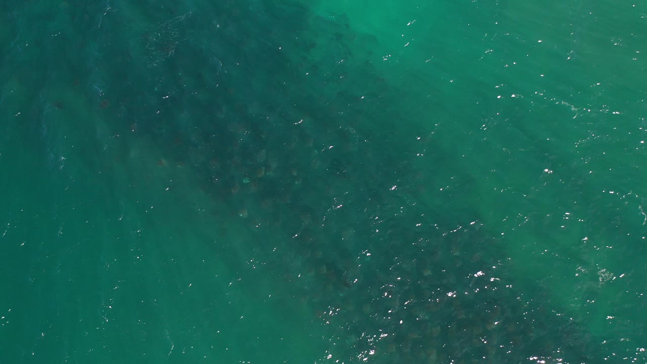 Overhead view in Los Cabos, Mexico of green sea water with a dark fish school spread under the surface and small sun glints, no visible people.