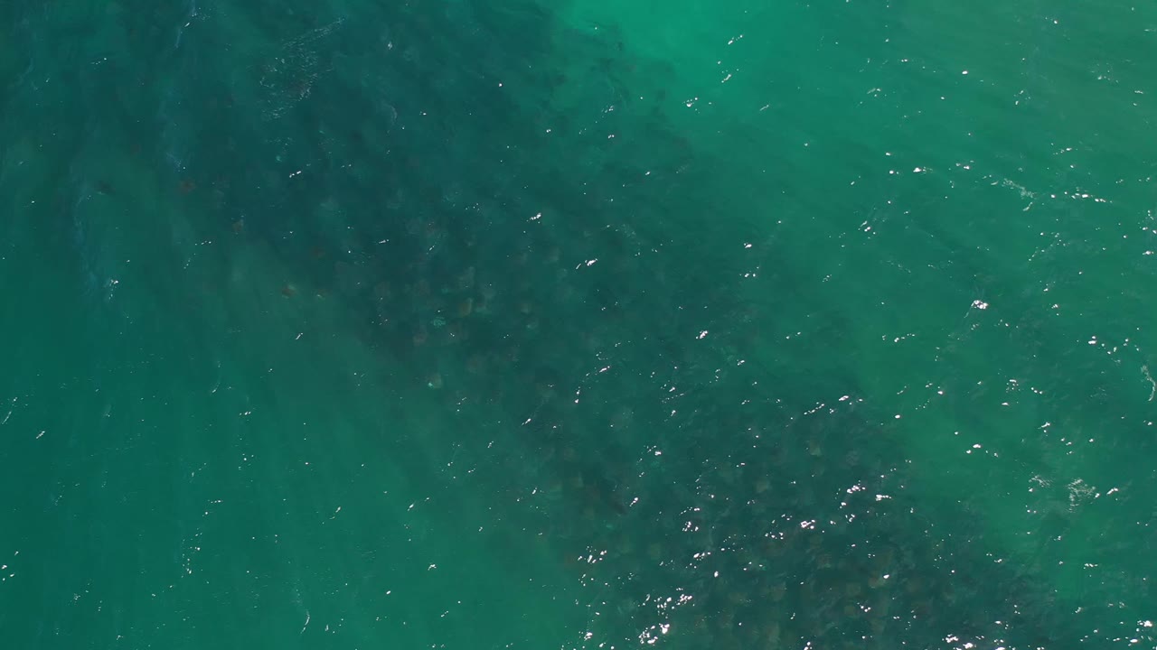 Overhead Los Cabos water view with the fish school concentrated toward the lower center and light flecks scattered across the green surface, no visible people.
