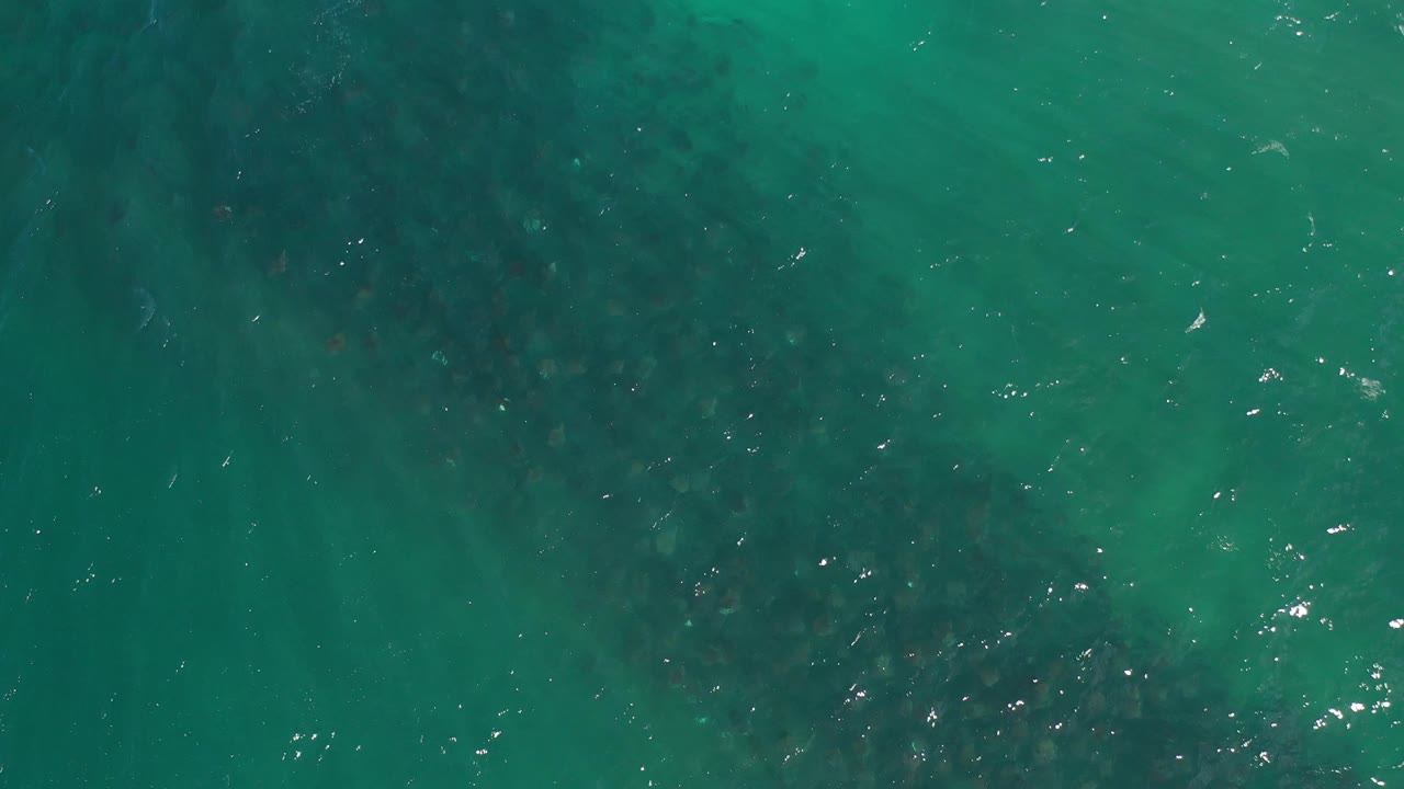 Fish school fading into darker green water