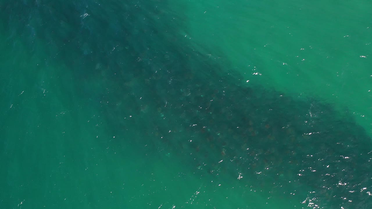Dark school of fish beneath green shallow water.