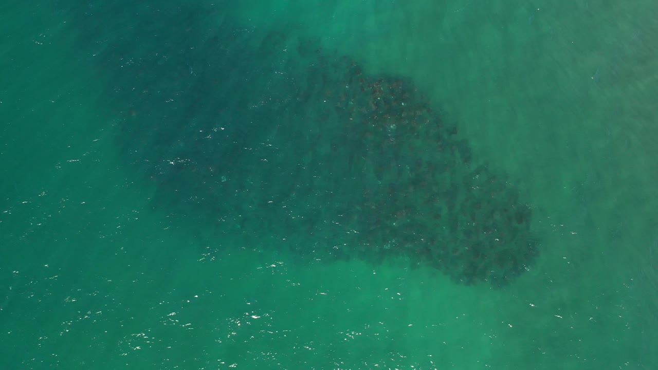 Overhead view of a dark school of fish in green shallow water