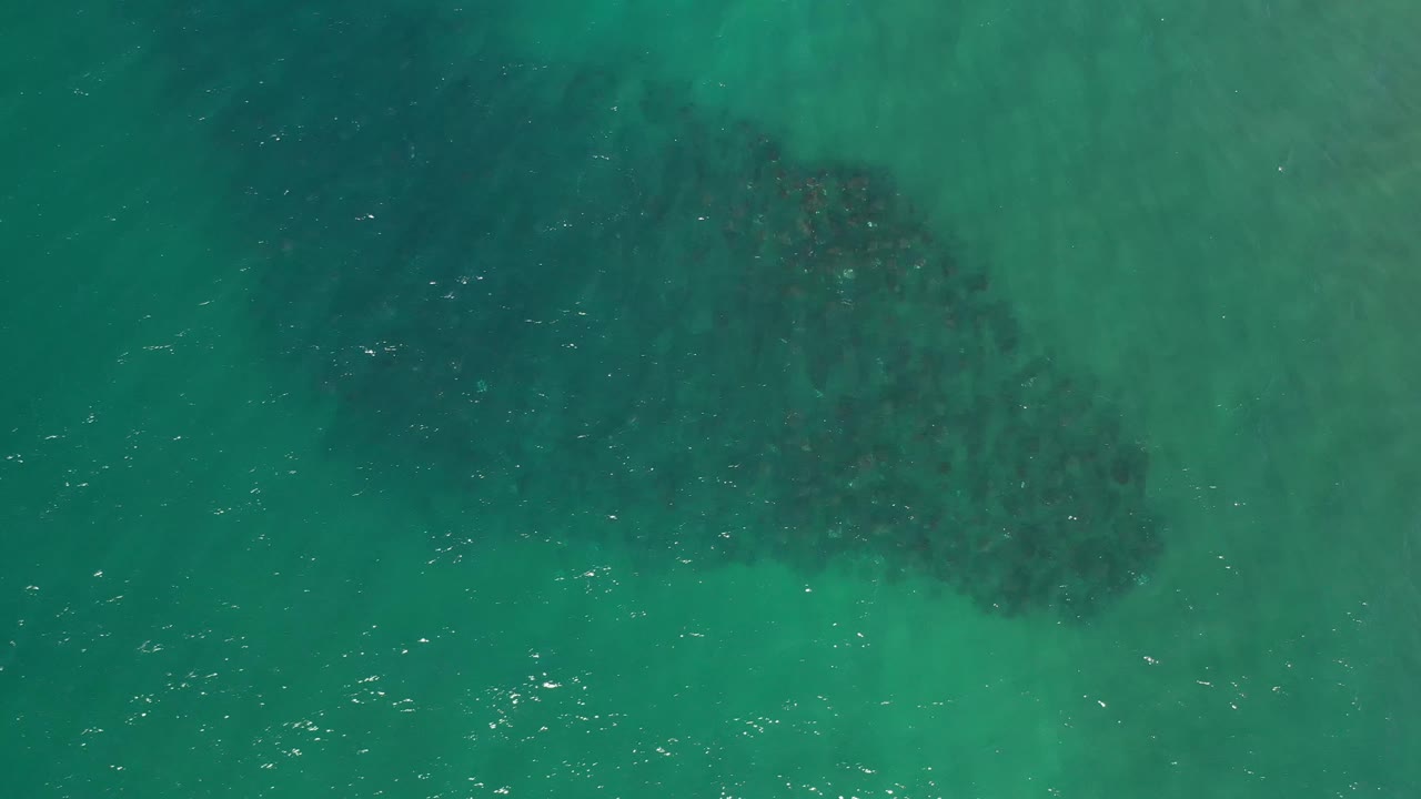 A dense fish shoal sits slightly lower in the Los Cabos shallows, with turquoise-green water, small white ripple marks, and no visible people.