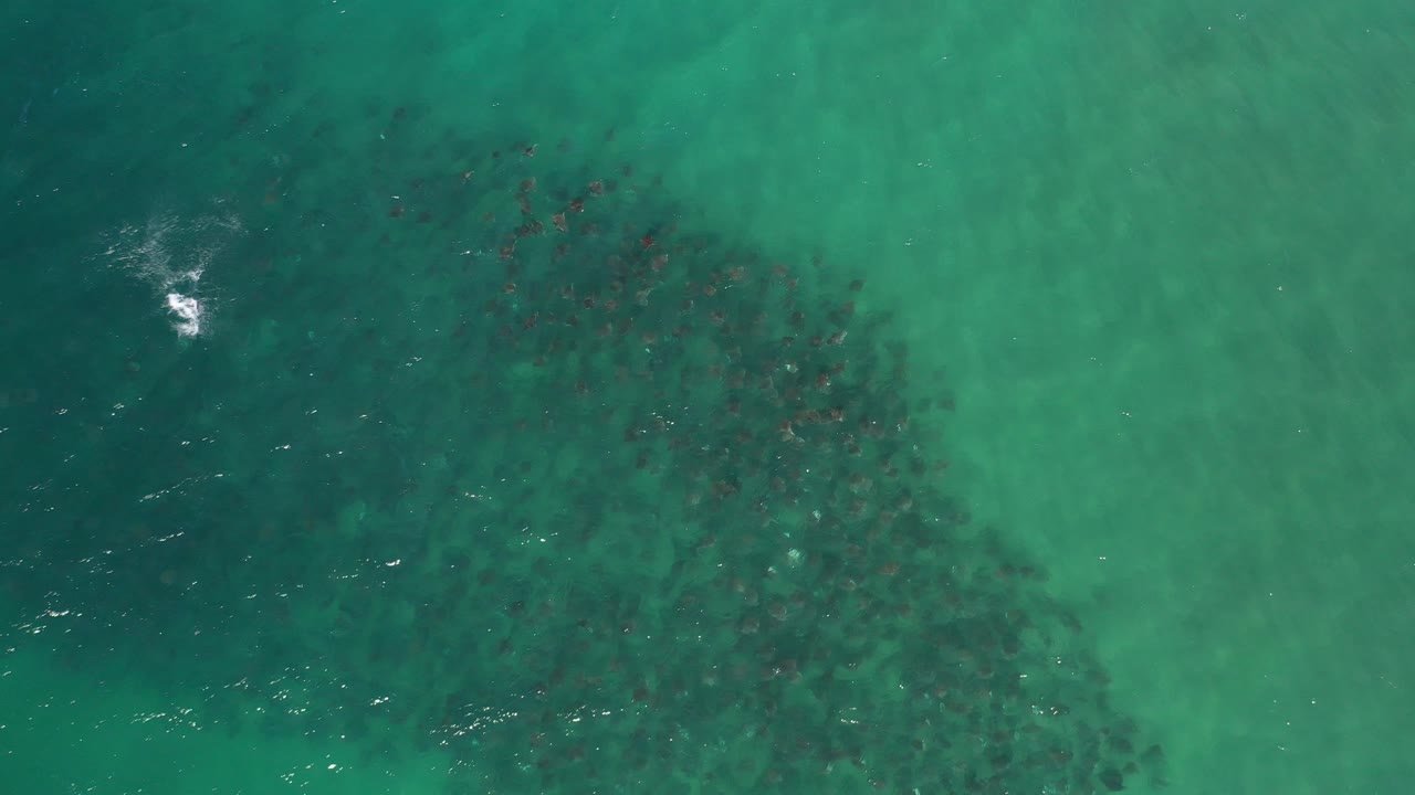 Overhead green ocean water with a dark submerged cluster.