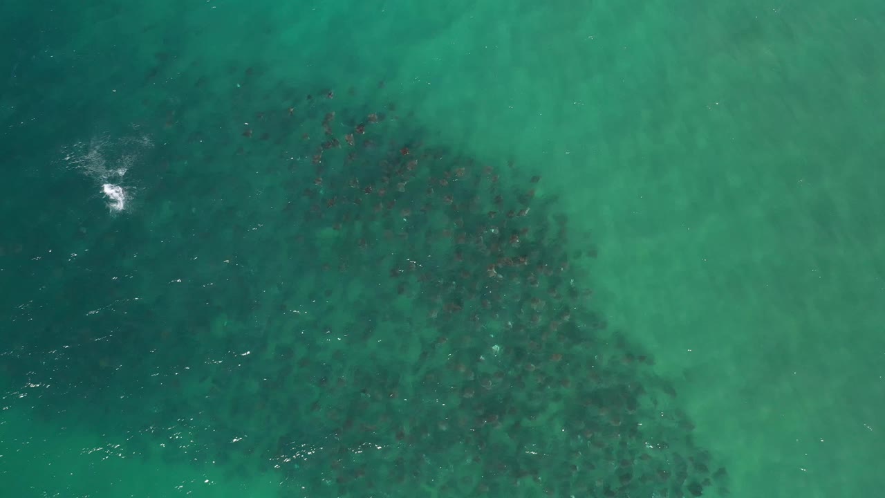 Overhead Los Cabos water frame with a dense dark patch beneath the green surface, scattered small reddish specks, and a brighter ripple near the left side.