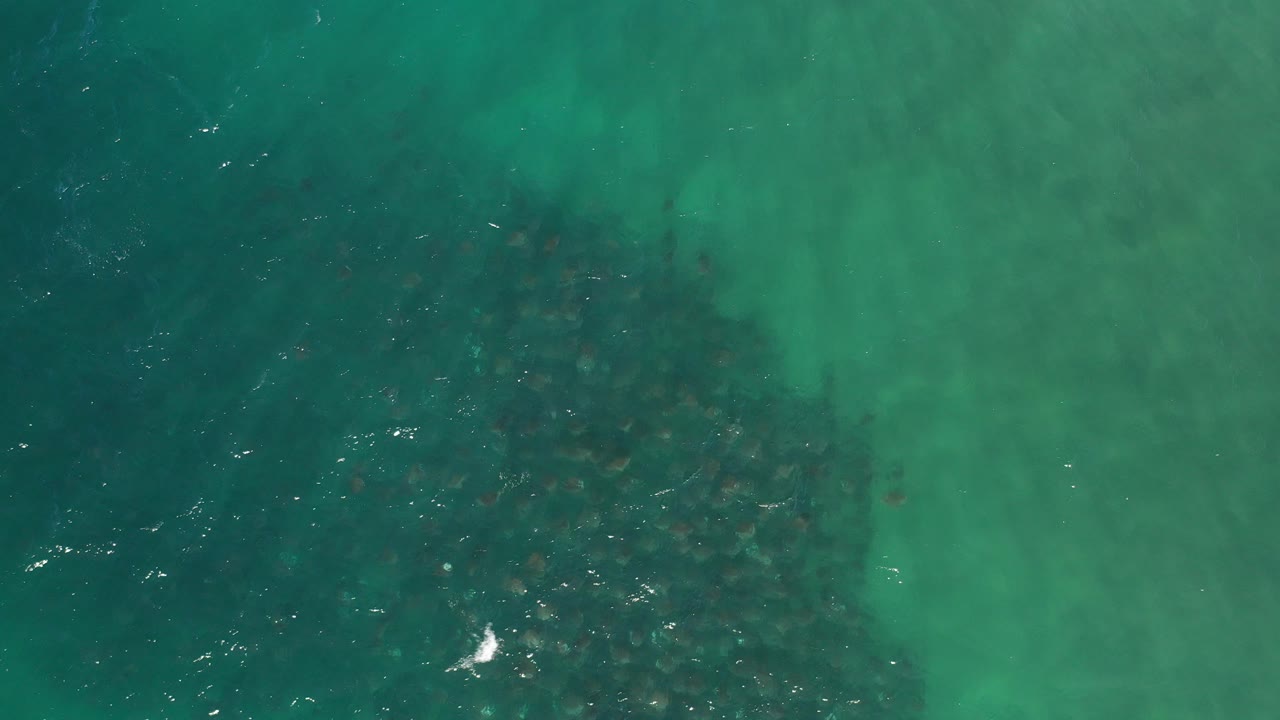 Top-down view of blue-green ocean water in Los Cabos, Mexico, with a dark submerged seaweed area filling the lower left and no visible people.