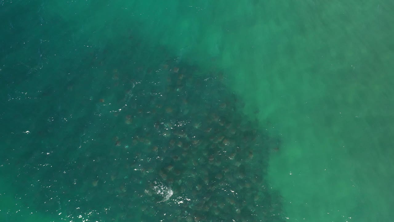 Clear ocean water with dark seaweed beneath the surface.